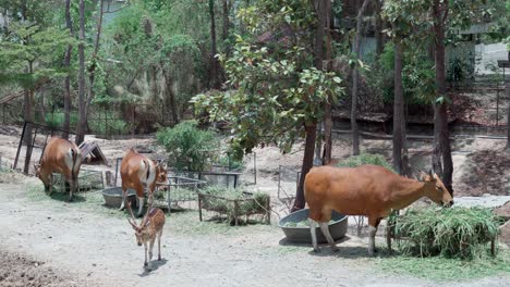 Banteng-a-specie-of-wild-cattle-cow-eating-grass