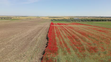 flight-with-a-drone-where-the-image-is-shared-with-a-field-of-red-poppies-and-another-recently-harvested-crop-field-in-the-background-we-can-see-a-crop-of-olive-trees-in-the-province-of-Toledo,-Spain