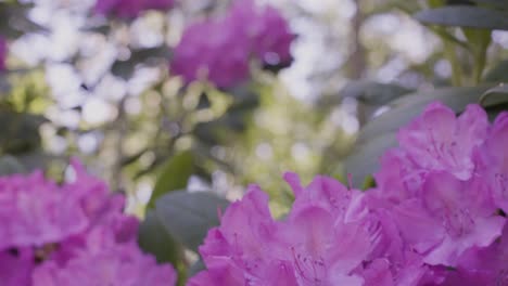 Movement-along-the-bush-of-flowers-in-slow-motion