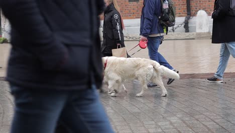 People-with-dogs-on-a-leash-walk-on-the-cobblestone-square-of-the-city-of-Krakow-on-a-rainy-day