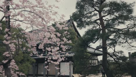 Pink-Cherry-Blossoms-And-Pine-Tree-Outside-Buddhist-Temple-In-Kyoto,-Japan