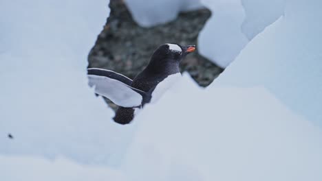 Gentoo-Penguins-with-Icebergs-on-Beach-in-Antarctica,-Penguin-Walking-by-Ice-on-Antarctic-Peninsula-Wildlife-and-Animals-Vacation-in-Winter