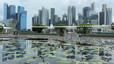 Wunderschöner-Lotusteich-Und-Vor-Der-Herrlichen-Aussicht-Auf-Die-Atemberaubende-Skyline-Der-Modernen-Architektur-Der-Marina-Bay,-Singapur-Wolkenkratzer