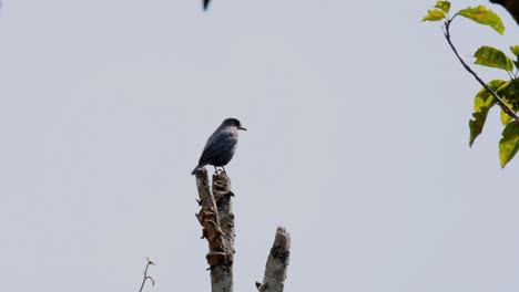 Gesehen-Auf-Einer-Stange-Nach-Rechts-Blickend-Umherschauend,-Blaumerle-Monticola-Solitarius-Männlich