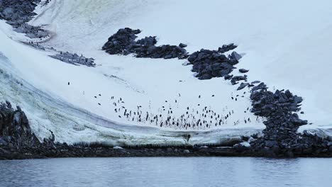 Penguin-Colony-on-Land-on-Snow-and-Ice-in-Antarctica-on-the-Coast-and-Coastline-by-the-Water-of-the-Southern-Ocean-Sea-in-the-Antarctic-Peninsula