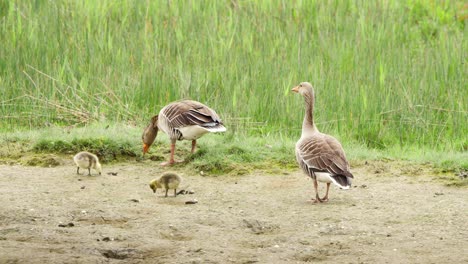 Greylag-geese-parents-with-newborn-goslings-grazing-on-grass-in-dirt