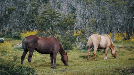 Wild-Horses-Grazing-On-Green-Pasture-In-Patagonia,-Argentina