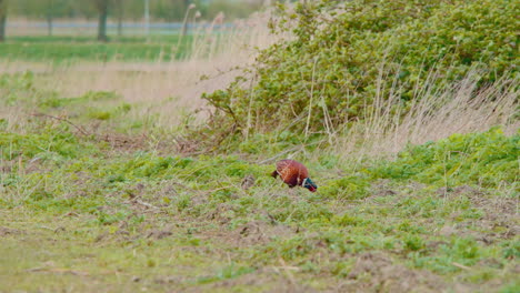 Common-pheasant-grazing-in-windblown-grass-near-countryside-road