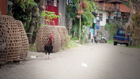 Körbe-Mit-Tierhähnen,-Hahnenkämpfe,-Tierquälerei,-Indonesische-Tradition