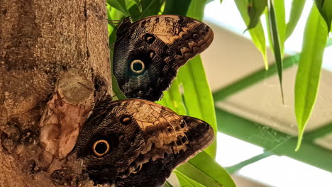 Close-up-view-of-large-butterflies-sitting-on-the-site-of-a-tree