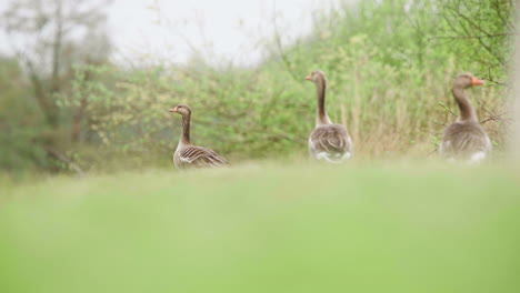 Greylag-geese-observing-their-surroundings-on-grassy-slope-near-trees