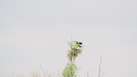 Carrion-crow-flying-and-landing-on-top-of-tall-tree-with-other-birds