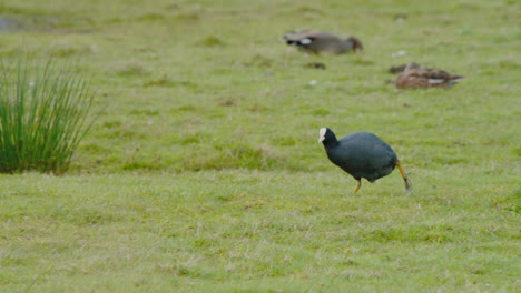 Eurasian-coot-running-clumsily-in-grassy-wetland-meadow-with-reeds