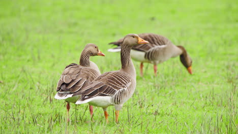 Greylag-geese-with-brown-plumage-grazing-in-fresh-green-grassy-meadow