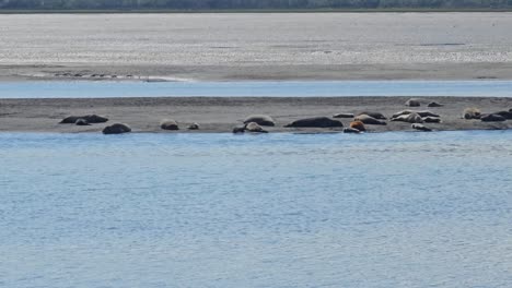 Seals-Sunbathe-in-the-Basking-Sun-on-the-Sands-of-Bolinas-Lagoon-Nature-Preserve-in-California,-USA
