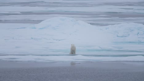 Slow-Motion-of-Polar-Bear-Jumping-Above-Cold-Water-of-Arctic-Sea-Between-Ice-Platforms