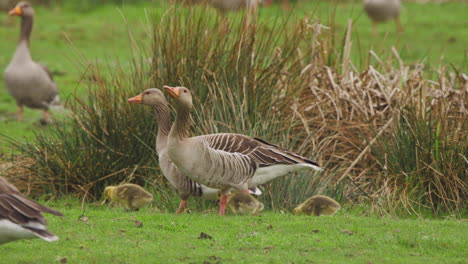 Greylag-geese-flock-with-adorable-goslings-in-meadow-with-tall-grass