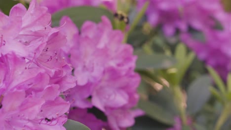 Slow-motion-look-at-Rhododendrons-with-bumble-bees-flying-about