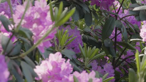 Cámara-Lenta-Mira-Un-Arbusto-De-Rododendros-En-Flor