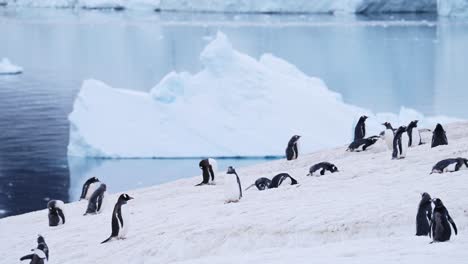 Pingüinos-Corriendo,-Divertidos-Animales-Bebés-Con-Un-Polluelo-De-Pingüino-Papúa-Persiguiendo-A-Su-Madre-En-Una-Colonia-En-La-Antártida,-Vida-Silvestre-De-La-Península-Antártica-En-La-Tierra-Continental-Cubierta-De-Nieve-Con-Icebergs