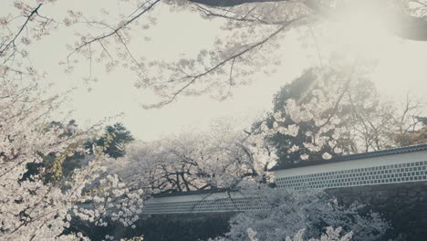 Flores-De-Cerezo-En-Plena-Floración-Durante-La-Primavera-En-Kanazawa,-Japón.
