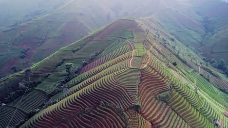 Panyaweuyan-Zwiebelplantagenterrassen,-Dramatische,-Riesige-Landwirtschaftliche-Ackerflächen,-Die-Sich-An-Die-Vulkanischen-Hänge-Der-Indonesischen-Landschaft-Schmiegen