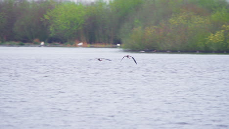 Zwei-Graugänse-Fliegen-über-Dem-Seewasser,-Andere-Vögel-In-Den-Uferbäumen