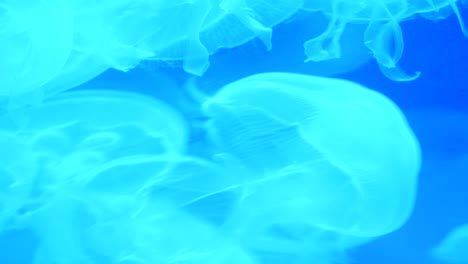 Beautiful-glowing-moon-jellyfish-swim-in-their-tank