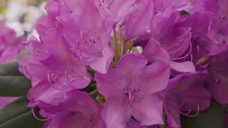 Pulling-back-from-an-Extreme-Close-Up-of-Rhododendrons