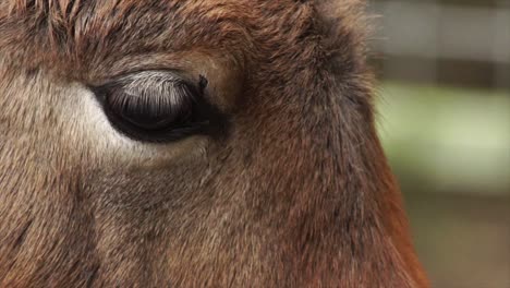 Przewalski's-horse-eye-blinking-close-up