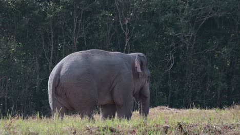 Putting-some-food-in-its-mouth-with-its-trunk,-Indian-Elephant-Elephas-maximus-indicus