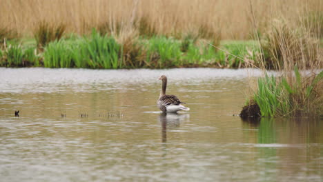 Greylag-goose-standing-in-shallow-lake-water,-preening-tail-feathers