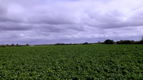 Green-farming-crops,-horizon-trees,-overcast-sky,-plantation,-aerial
