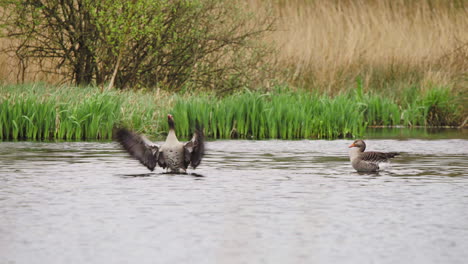 Greylag-geese-flapping-their-wings-while-swimming-in-river-with-reeds