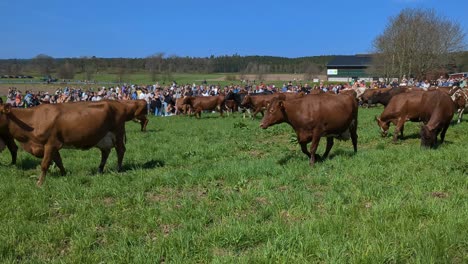Cows-being-released-for-the-first-time-in-spring-after-being-kept-housed-over-winter