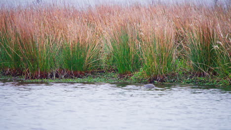 Eurasian-Teal-duck-swimming-and-dabbling-along-river-shore-with-reeds