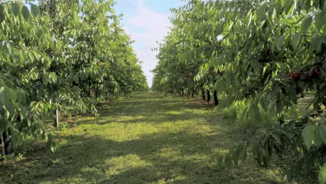 Volando-Por-Un-Campo-De-Cerezos