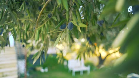 Black-olives-on-the-tree,-before-harvest