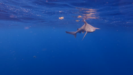 Sandbar-shark-breaches-surface-in-open-blue-ocean-on-calm-day