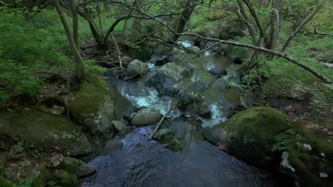 River-flowing-through-a-lush,-green-forest