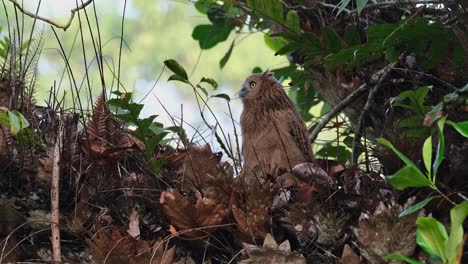 Facing-to-the-left-and-turns-its-head-around-to-the-back-and-faced-the-camera,-Buffy-Fish-Owl-Ketupa-ketupu,-Juvenile,-Thailand