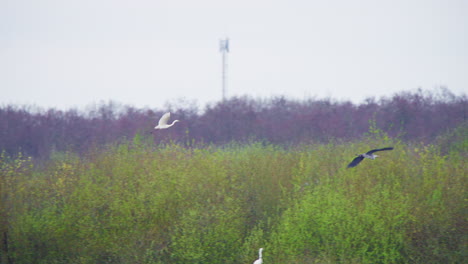 Western-great-egret-and-grey-heron-bids-flying-above-young-trees
