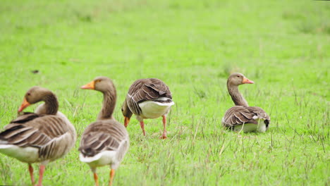Flock-of-greylag-geese-birds-in-fresh-green-grassy-meadow