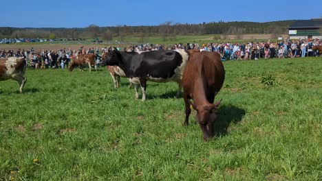 Cows-being-released-for-the-first-time-in-spring-after-being-kept-housed-over-winter