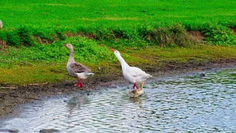 Wilder-Vogel,-Der-Auf-Wasser-Spielt