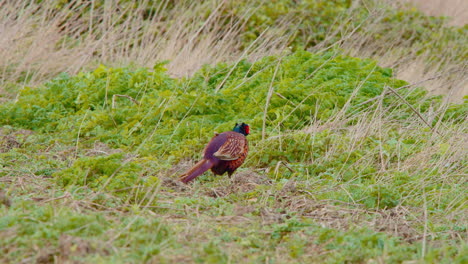 Common-pheasant-with-colorful-plumage-in-windblown-grassy-meadow
