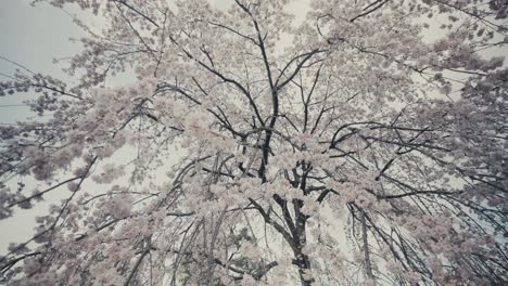 Weiße-Sakura-Blüten-In-Strahlender-Voller-Blüte-Während-Der-Hanami-Saison-In-Kyoto,-Japan