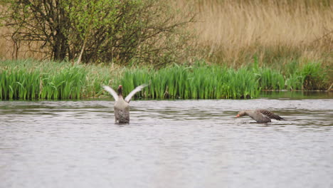 Two-greylag-geese-preening-their-feathers-and-flapping-wings-in-river