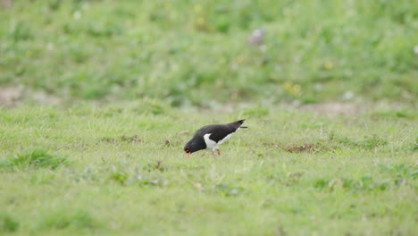 Oystercatcher-bird-pecking-at-grassy-ground,-searching-for-food