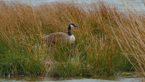 Giant-canada-goose-in-tall-grass-on-river-islet,-hiding-from-wind